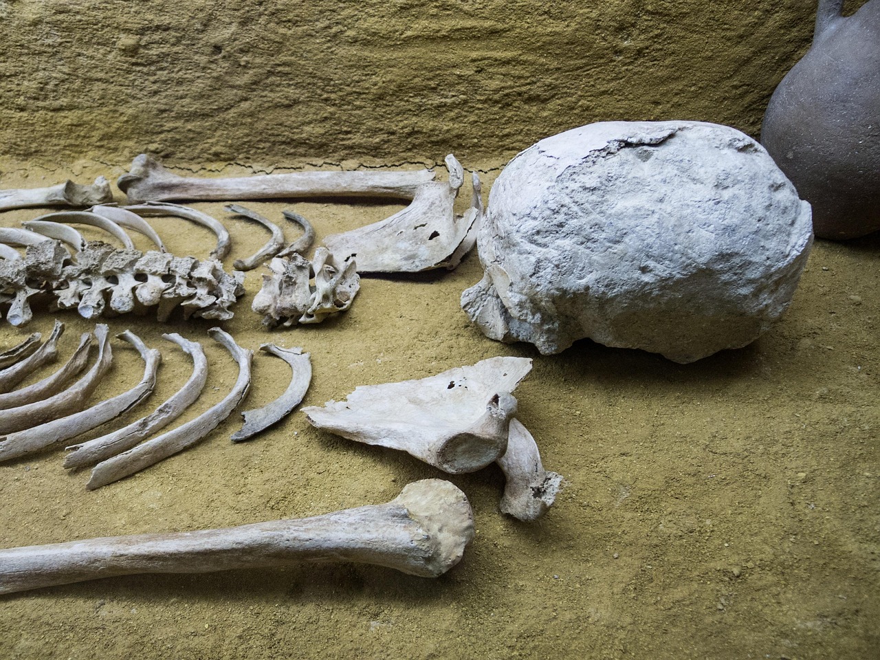 Learn about Anthropogeny