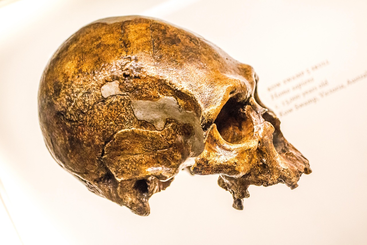 Our African Origins